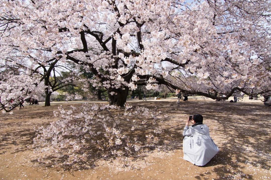 Japonia Cireșilor Înfloriți, Tur Premium